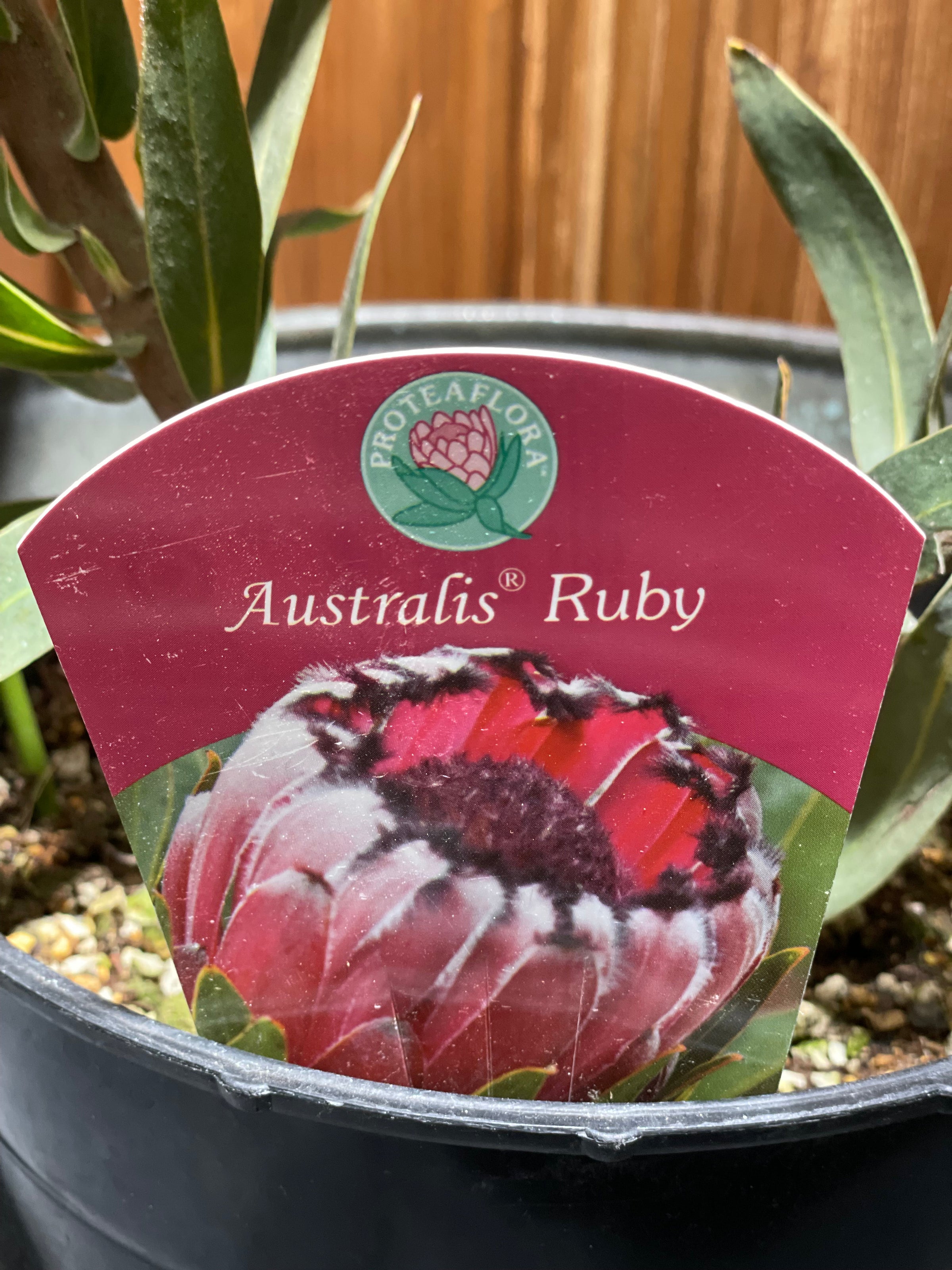 プロテア レッドバロン ネイティブプランツ オージープランツ