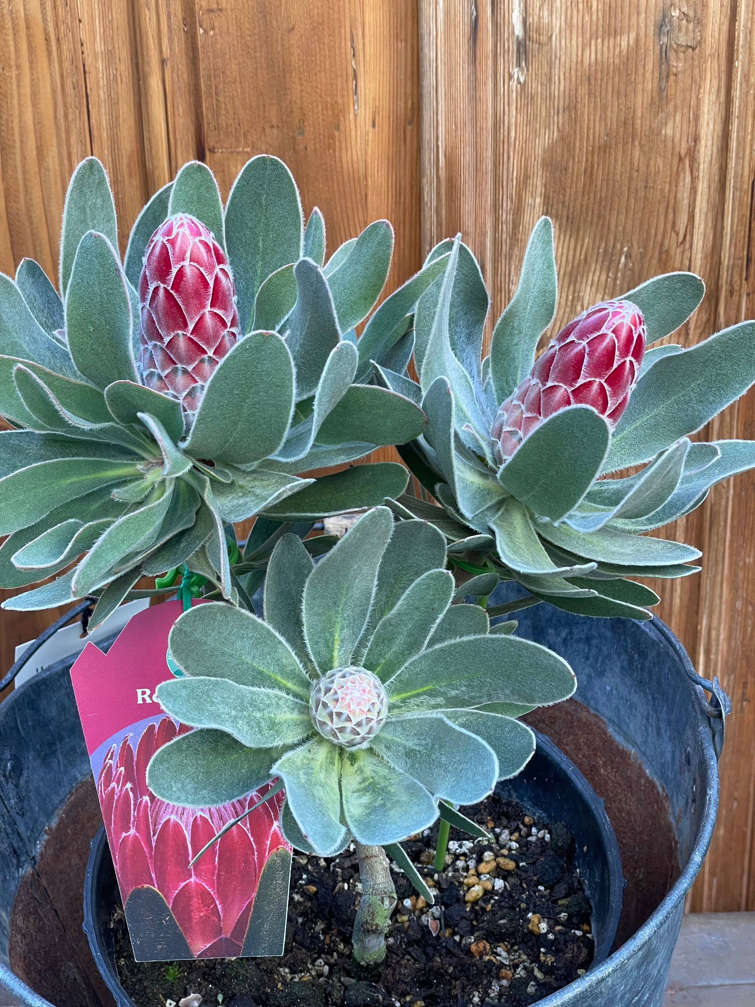 プロテア レッドバロン ネイティブプランツ オージープランツ